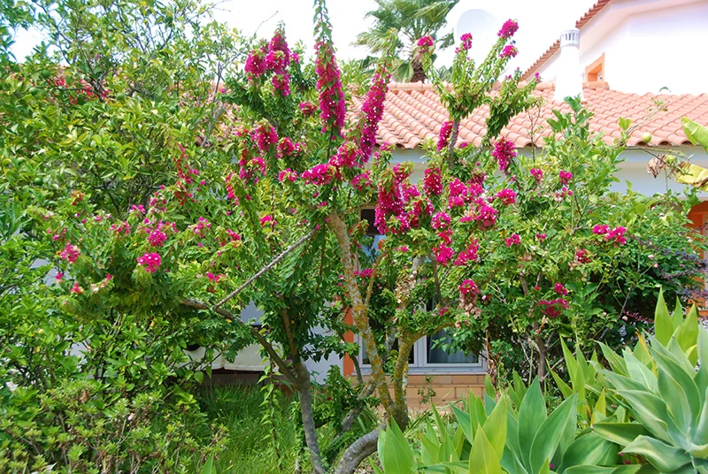 Terraces & Garden