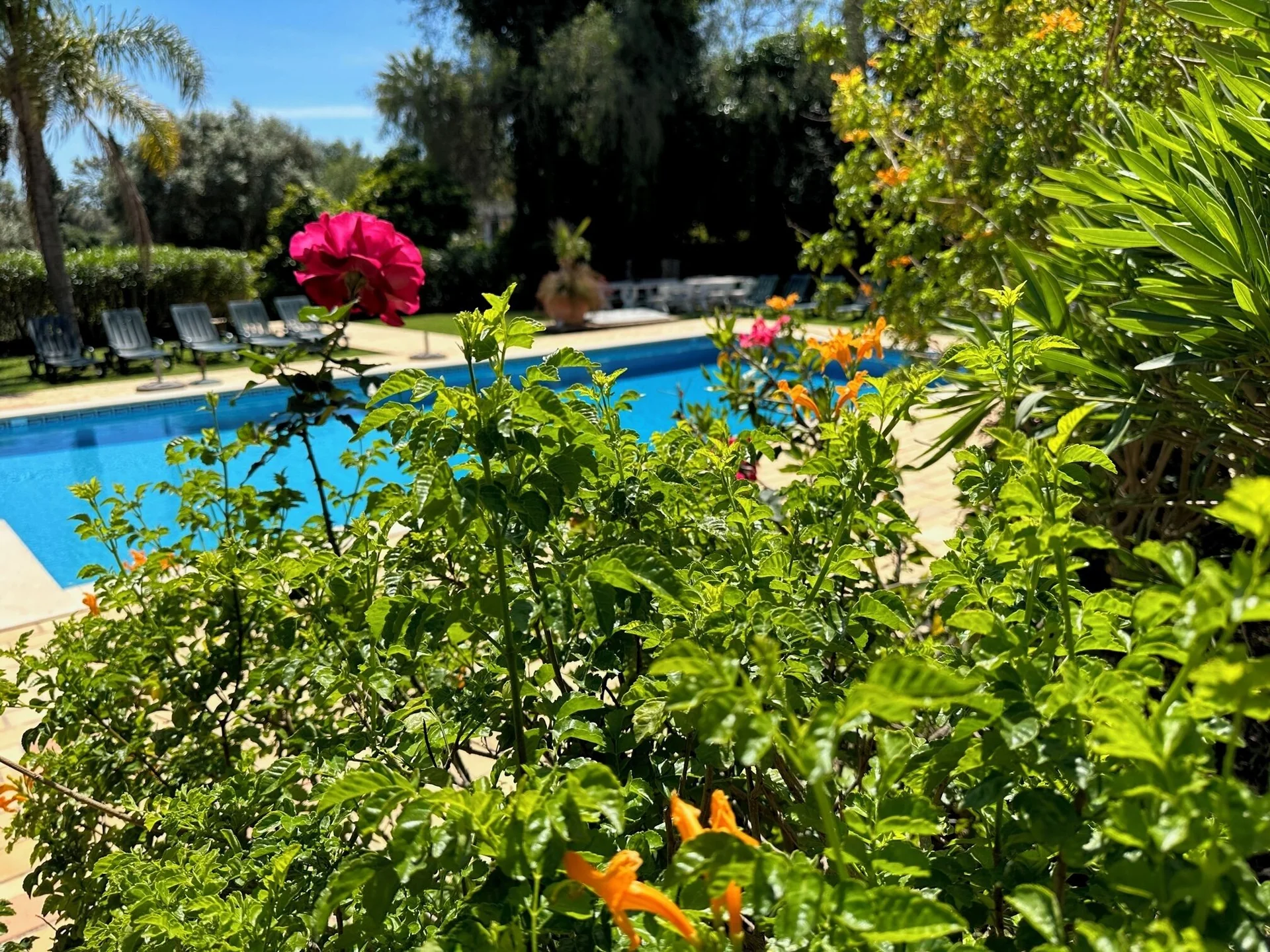 Swimmingpool im Garten
