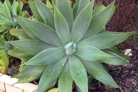 Agave